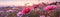 Cosmos Field Blurred Sunrise Banner Background. Generative AI