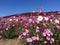 Cosmos Field in Hitachi Park