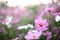 Cosmos field , pink flower in close up with flower background