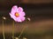 Cosmos Flower