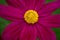 Cosmos flower - annual flowers with colourful daisy