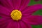 Cosmos flower - annual flowers with colourful daisy