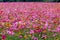 The cosmos flower background in the garden is planted as an ornamental plant for those who like to take pictures with cosmos