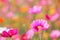 The cosmos flower background in the garden is planted as an ornamental plant for those who like to take pictures with cosmos