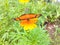 Cosmos Flower - Bidens Sulphurea - Butterfly