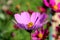 Cosmos flower blooms on a green background in the garden