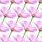 Cosmos flower blossom, seamless pattern with natural pink flower
