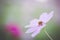 Cosmos flower close up on sunset background with raindrop