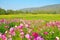 Cosmos flower and crotalaria field