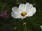 The cosmos flower is a delicate plant that easily beautifies a garden by its many flowers throughout the summer.