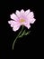 Cosmos flower for embroidery in botanical illustration style on