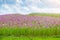 Cosmos flower in field