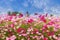 Cosmos Flower field on blue sky background,spring season flowers