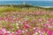 Cosmos flower in Hitachi Park