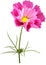 Cosmos flower mesh