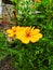 Cosmos Flower in orange shade