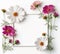 Cosmos flower on white background copy space. Floral border, frame summer season