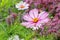 Cosmos flower white with yellow stamens in nature fresh rural landscape background