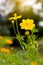 Cosmos flower yellow blur and bokeh.