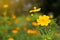 Cosmos flower yellow blur and bokeh.