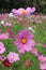 Cosmos flowers