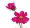 Cosmos Flowers