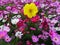 Cosmos flowers are blooming set to background, crop planting at the field of Thailand