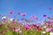 Cosmos flowers with the blue sky