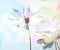 Cosmos flowers in the drops rain under glass with spring and blue sky soft blur background.