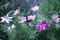 Cosmos flowers. Elegant plants with pink, purple flowers. Summer vivid background