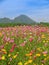 Cosmos flowers field