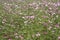 Cosmos flowers field in broad day light