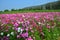 Cosmos Flowers Field at Countryside Nakornratchasrima Thailand