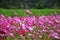 Cosmos Flowers Field at Countryside Nakornratchasrima Thailand