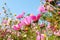 Cosmos flowers field at out door ,nature