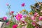 Cosmos flowers field at out door ,nature