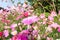 Cosmos flowers field at out door ,nature