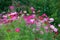 Cosmos flowers garden