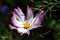 Cosmos flowers have large white petals with deep pink edges