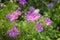 Cosmos flowers, herbaceous plants. Elegant plants with pink, purple flowers, unpretentious ornamental garden plants