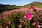 Cosmos flowers in the mountains