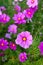 Cosmos flowers in pink and purple blooming and looking pretty