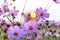 Cosmos flowers in a pretty meadow, cosmos bipinnatus or Mexican aster, daisy family asteraceae