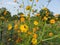 Cosmos Flowers in the Summer Garden in September