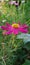 Cosmos flowers very bright grow against the background of the sky and grass.