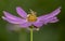 Cosmos is a genus, with the same common name of cosmos