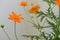 Cosmos is a genus, with the same common name of Cosmos consisting of flowering plants of the sunflower family Asteraceae. Orange.