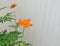 Cosmos is a genus, with the same common name of Cosmos consisting of flowering plants of the sunflower family Asteraceae. Orange.