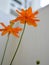 Cosmos is a genus, with the same common name of Cosmos consisting of flowering plants of the sunflower family Asteraceae. Orange.