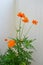 Cosmos is a genus, with the same common name of Cosmos consisting of flowering plants of the sunflower family Asteraceae. Orange.